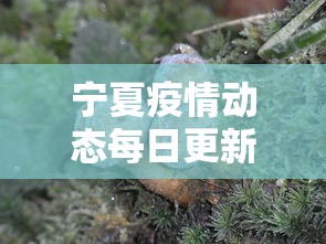 最新教程“德扑之星辅助软件”原来可以开挂